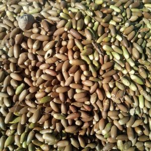 شرکت بلوط چاه چنار