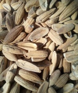 شرکت بلوط چاه چنار