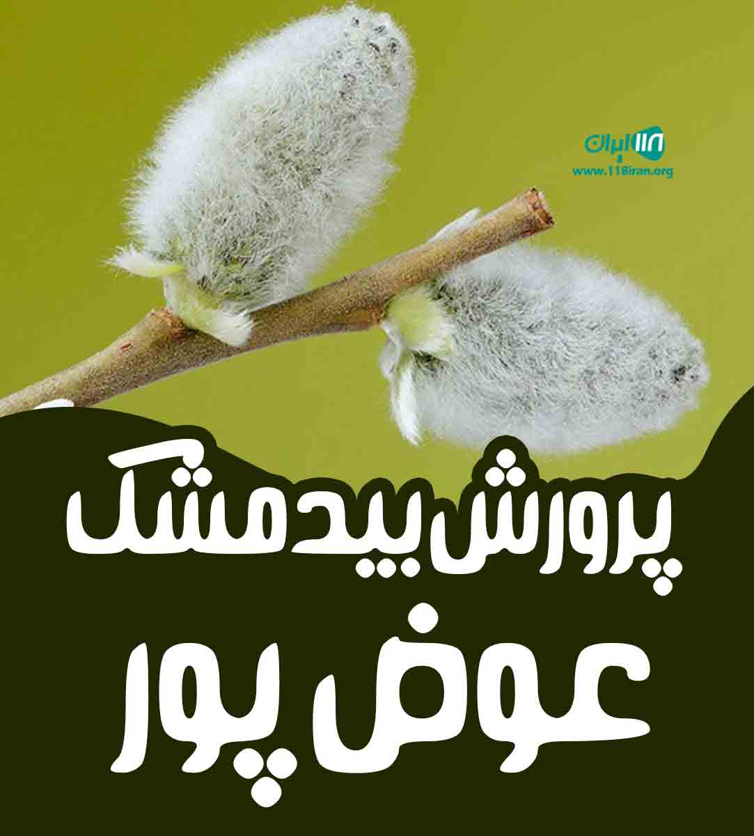 پرورش بیدمشک عوض پور در شیراز پرورش بیدمشک عوض پور در شیراز