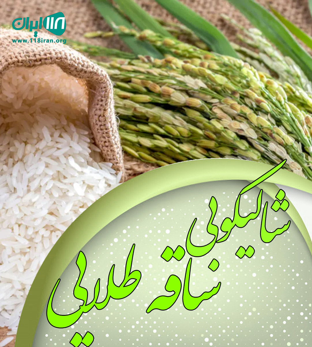 شالیکوبی ساقه طلایی در لنگرود