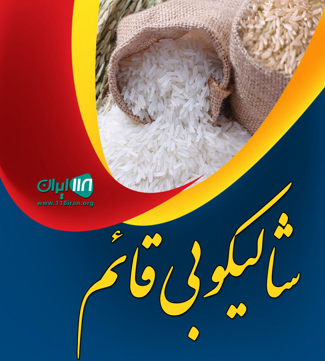 شالیکوبی قائم در لاهیجان