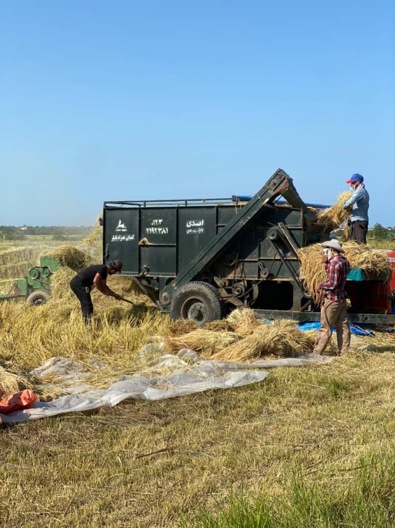 برنج فروشی شاهین کباری در تالش برنج فروشی شاهین کباری در تالش