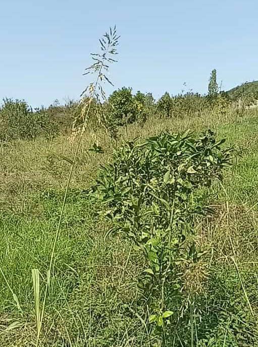 املاک استادکاران در بابل