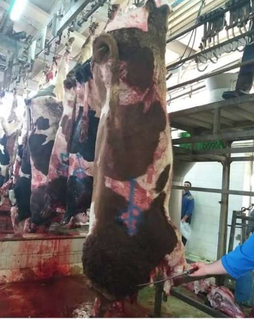 کشتارگاه صنعتی احمدی در مراغه