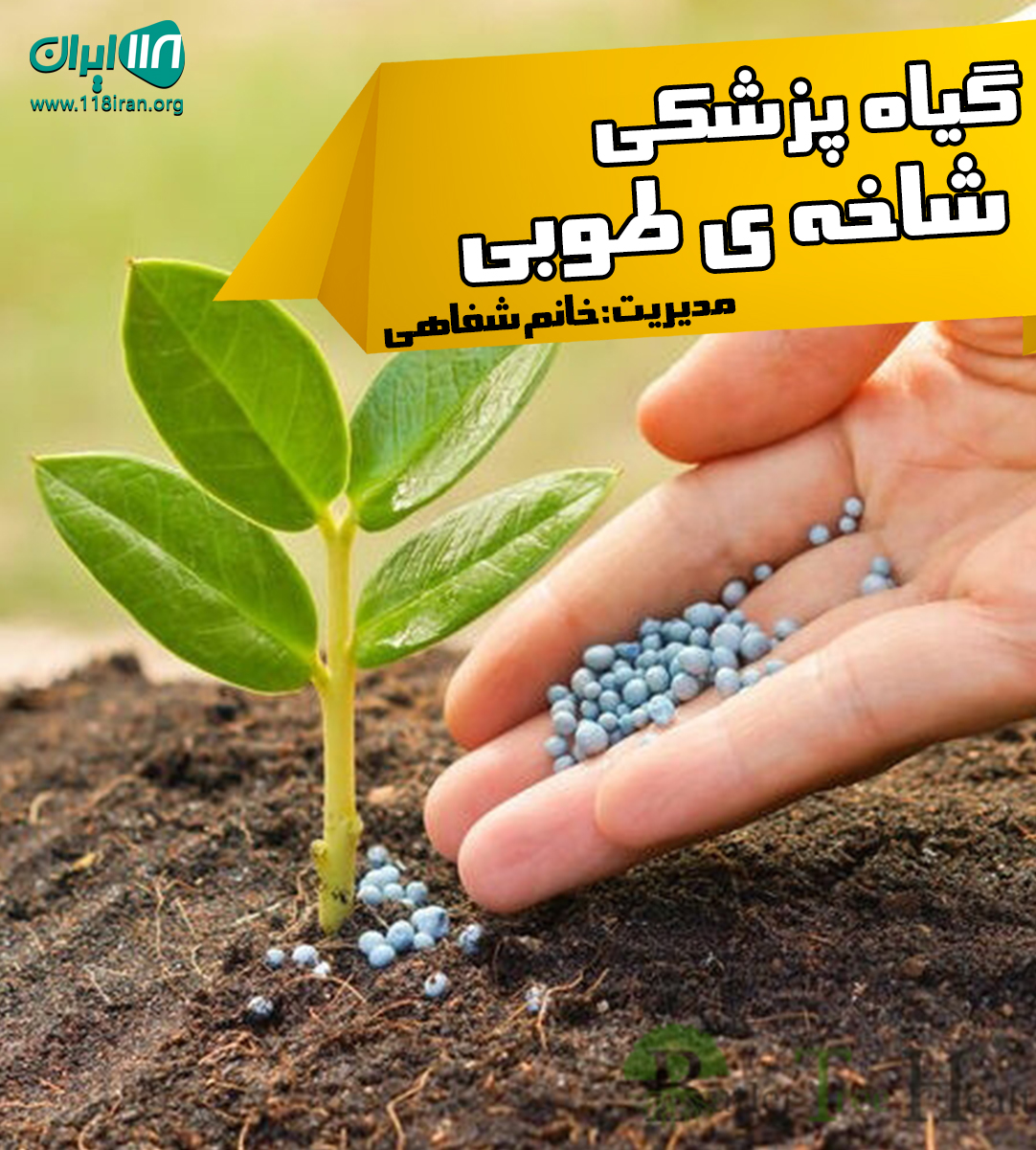 گیاه پزشکی شاخه ی طوبی در رشت گیاه پزشکی شاخه ی طوبی در رشت