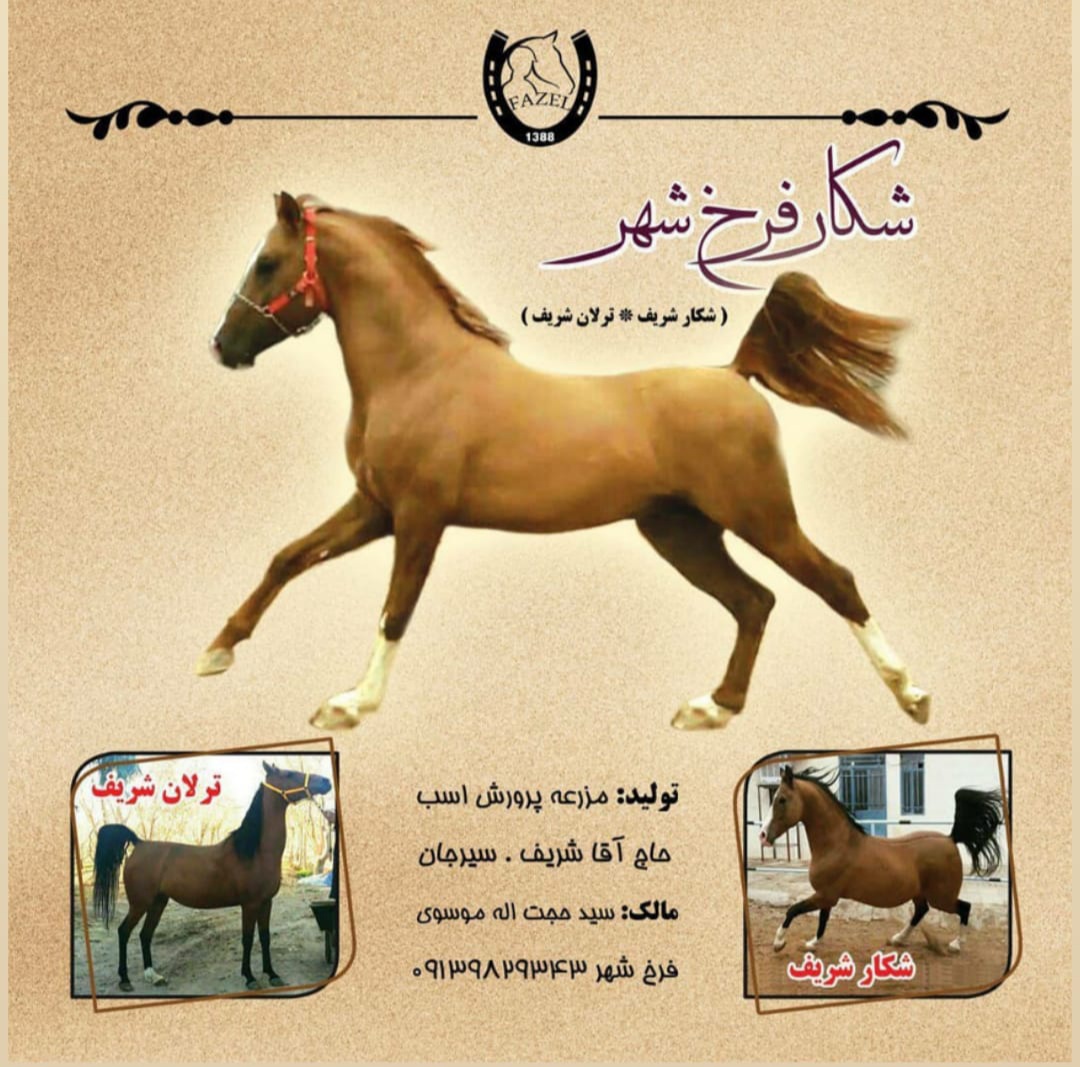 تولید و پرورش اسب دره شوری موسوی در چهارمحال و بختیاری تولید و پرورش اسب دره شوری موسوی در چهارمحال و بختیاری