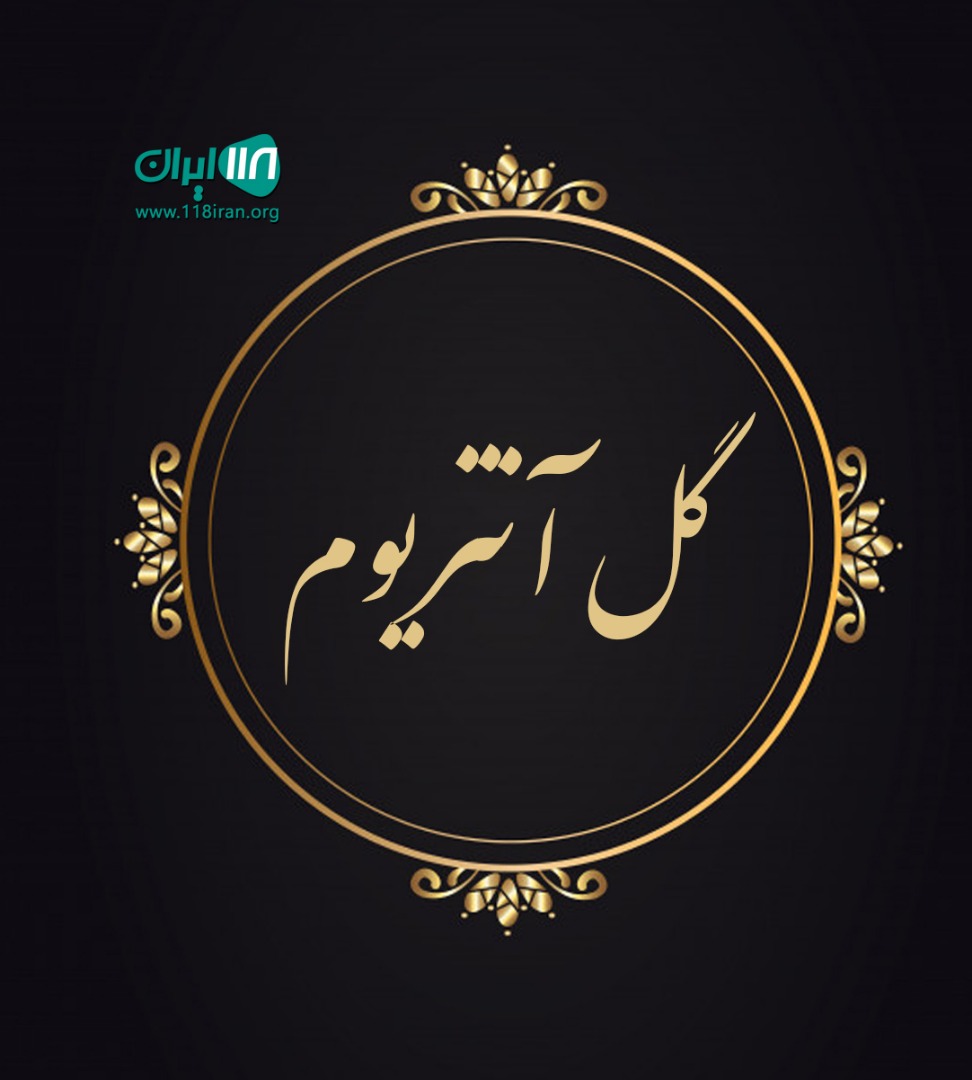 گل آنتریوم در آمل گل آنتریوم در آمل