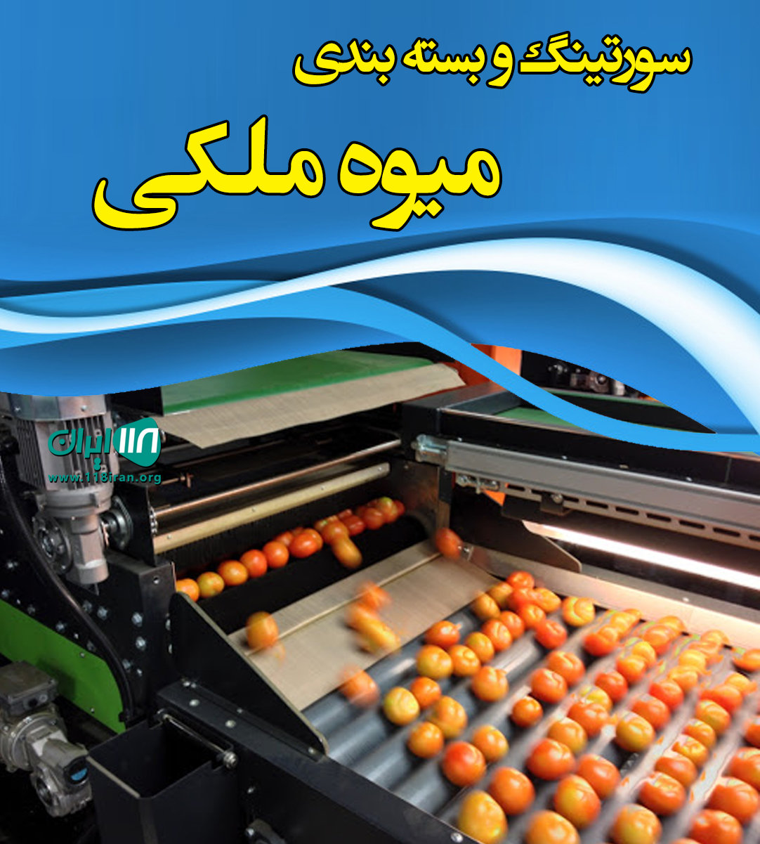 سورتینگ و بسته بندی میوه ملکی در مهاباد