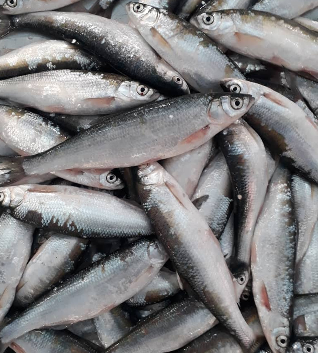 ماهی سرای شمال مهران انزلی ماهی سرای شمال مهران انزلی