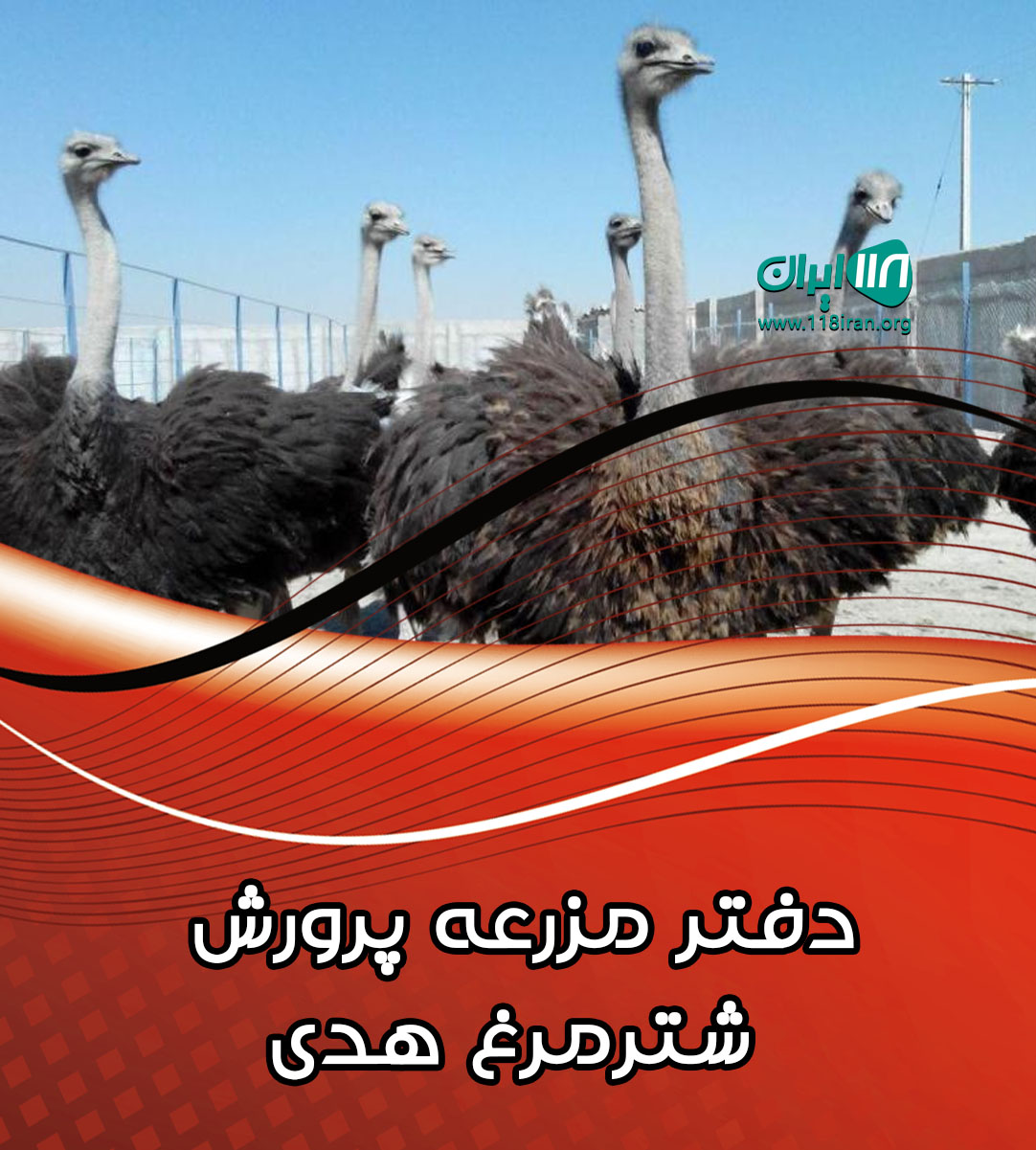 دفتر مزرعه پرورش شترمرغ هدی در نجف آباد اصفهان