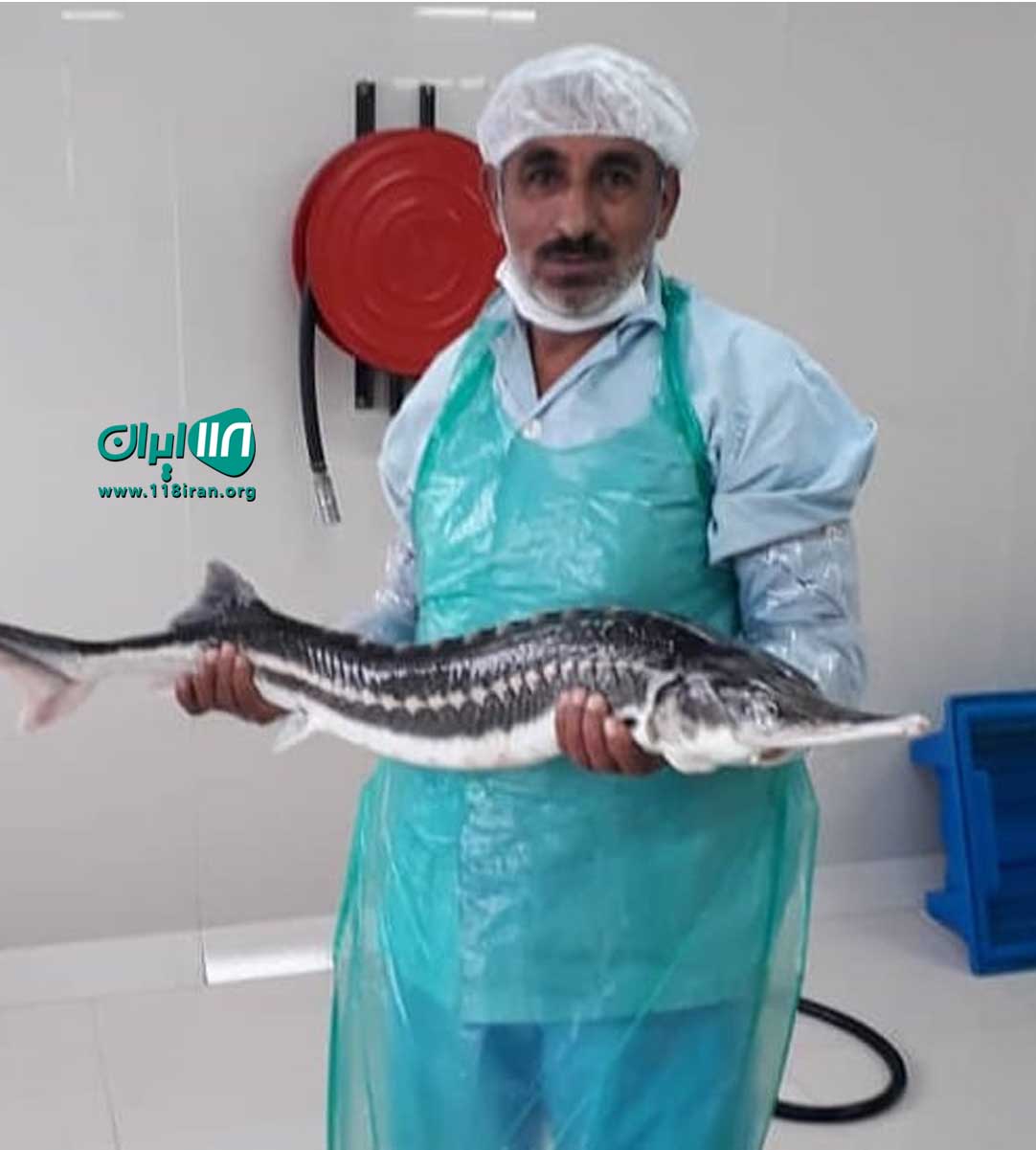 ماهی فروشی خاویاری هاشم در تالش ماهی فروشی خاویاری هاشم در تالش