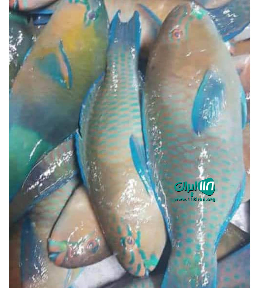 ماهی فروشی احمد شجاعی در عسلویه