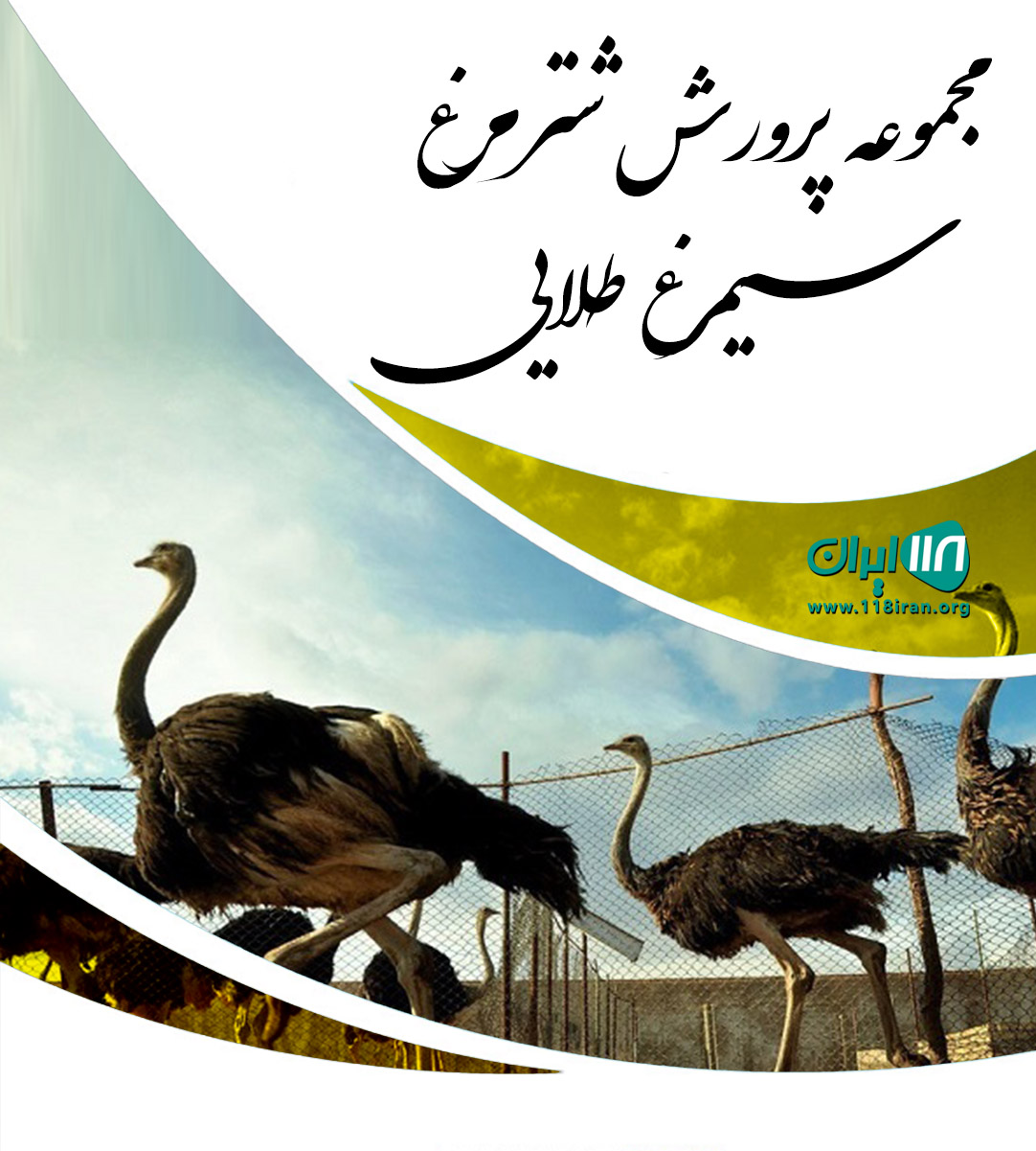 مجموعه پرورش شترمرغ سیمرغ طلایی در شهر بهار همدان مجموعه پرورش شترمرغ سیمرغ طلایی در شهر بهار همدان
