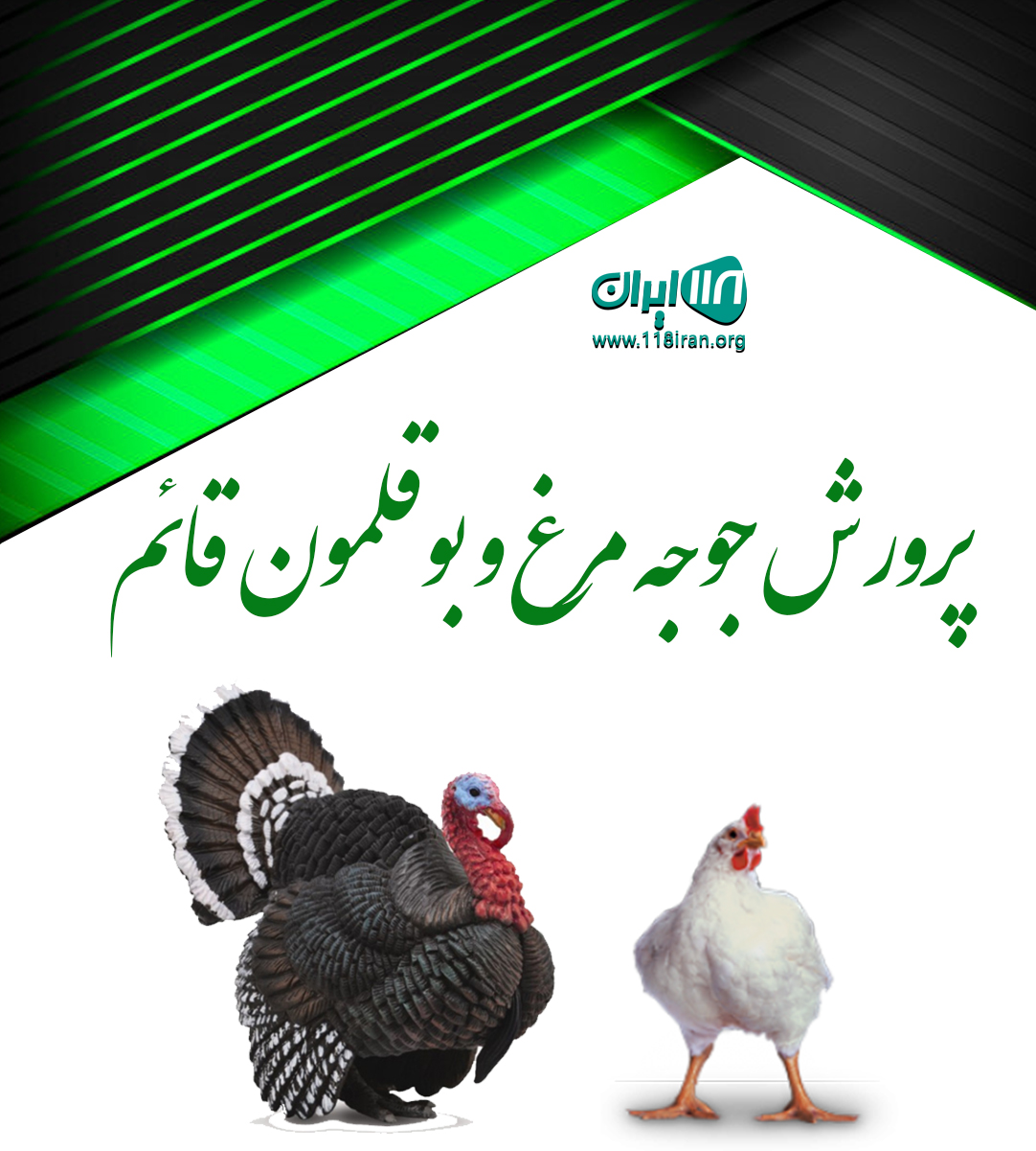 پرورش جوجه مرغ و بوقلمون قائم در وحدتیه دشتستان بوشهر