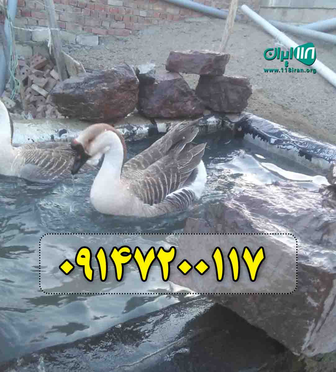 مزرعه پرورش غاز اسپوتا در ارومیه مزرعه پرورش غاز اسپوتا در ارومیه