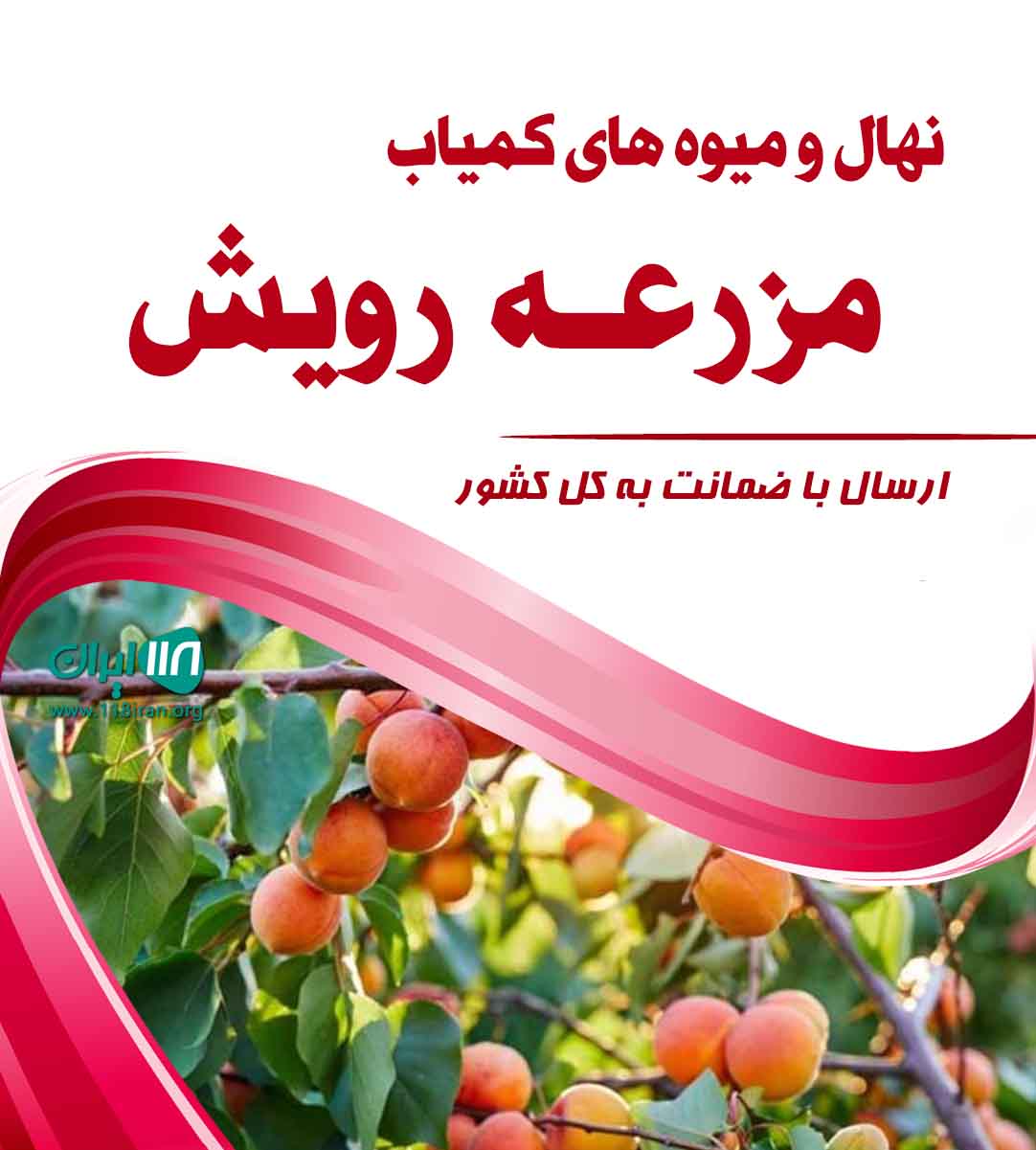 نهال و میوه های کمیاب مزرعه رویش در مازندران نهال و میوه های کمیاب مزرعه رویش در مازندران