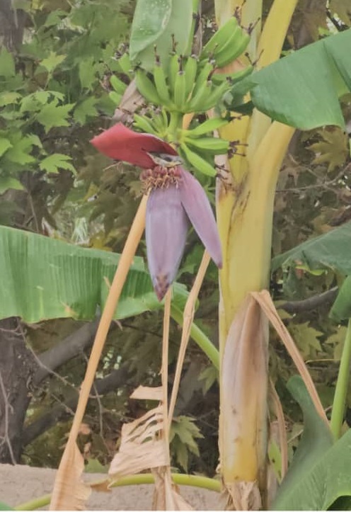 اقامتگاه بوم گردی السون در آتشکده فیروزآباد فارس