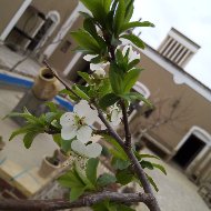 اقامتگاه بومگردی گل بی بی در بیدخت