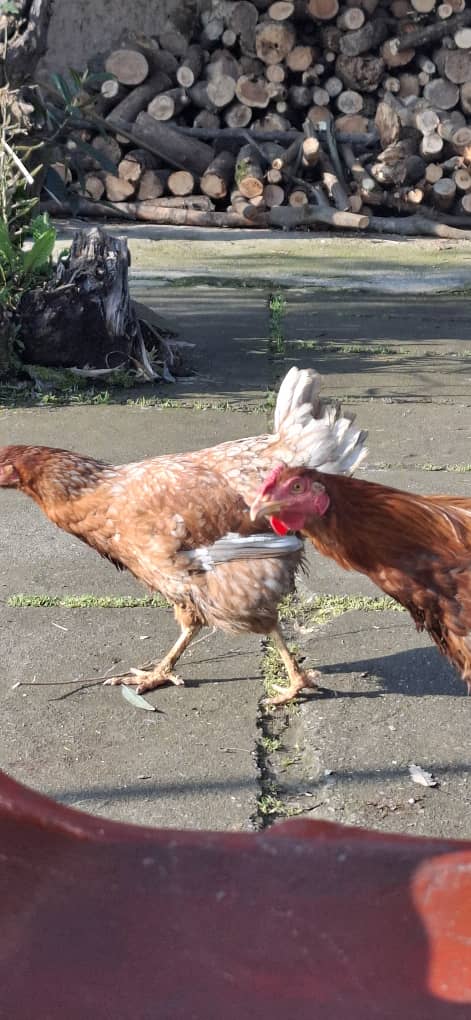 اقامتگاه بوم گردی سد خنم رامسر اقامتگاه بوم گردی سد خنم رامسر