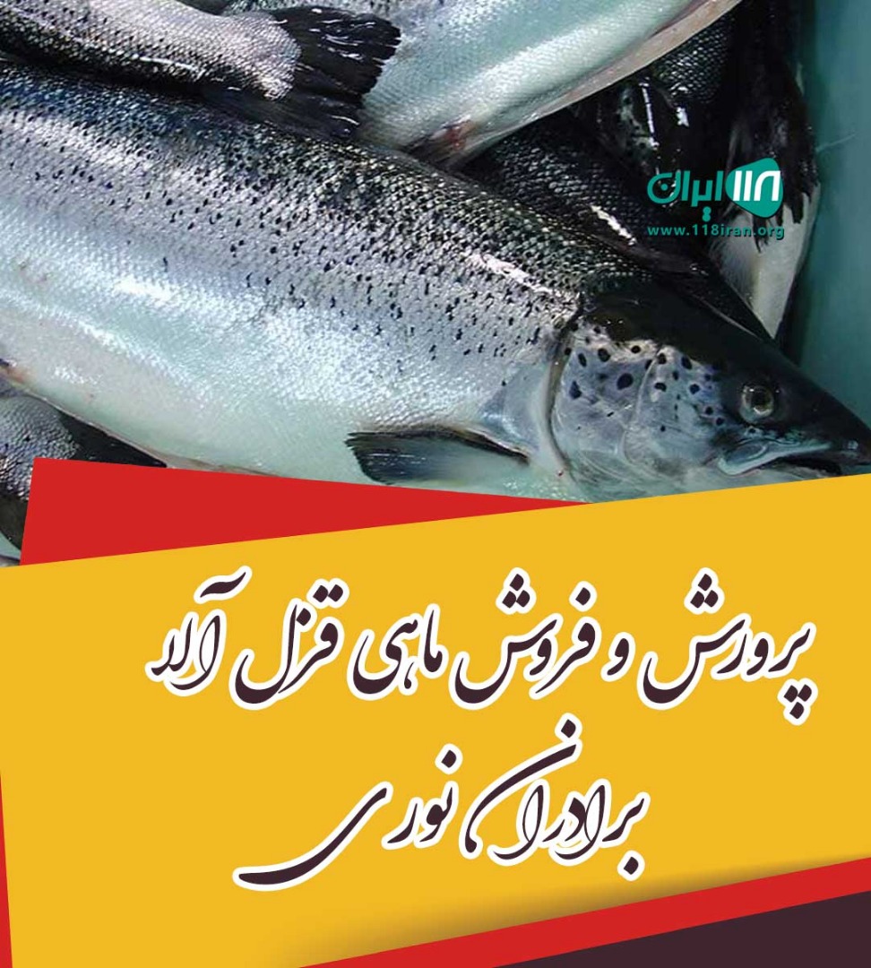 پرورش و فروش ماهی قزل آلا برادران نوری در زنجان ماهنشان