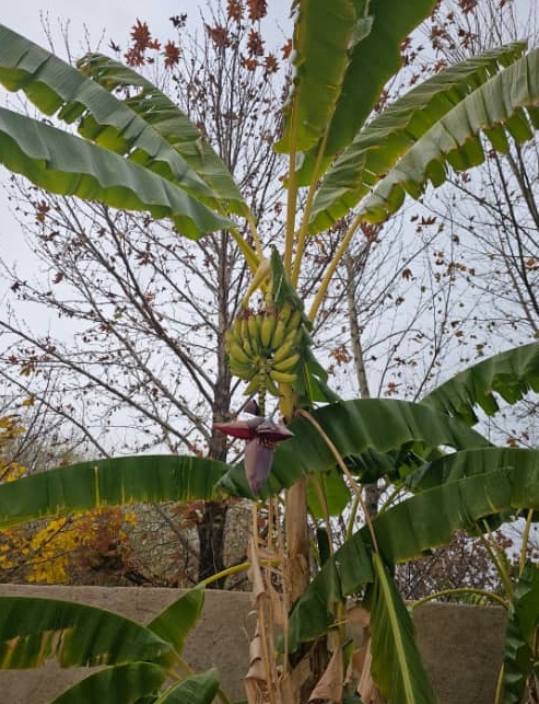 اقامتگاه بوم گردی السون در آتشکده فیروزآباد فارس