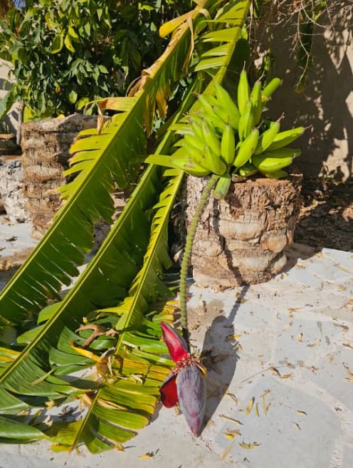 اقامتگاه بوم گردی السون در آتشکده فیروزآباد فارس