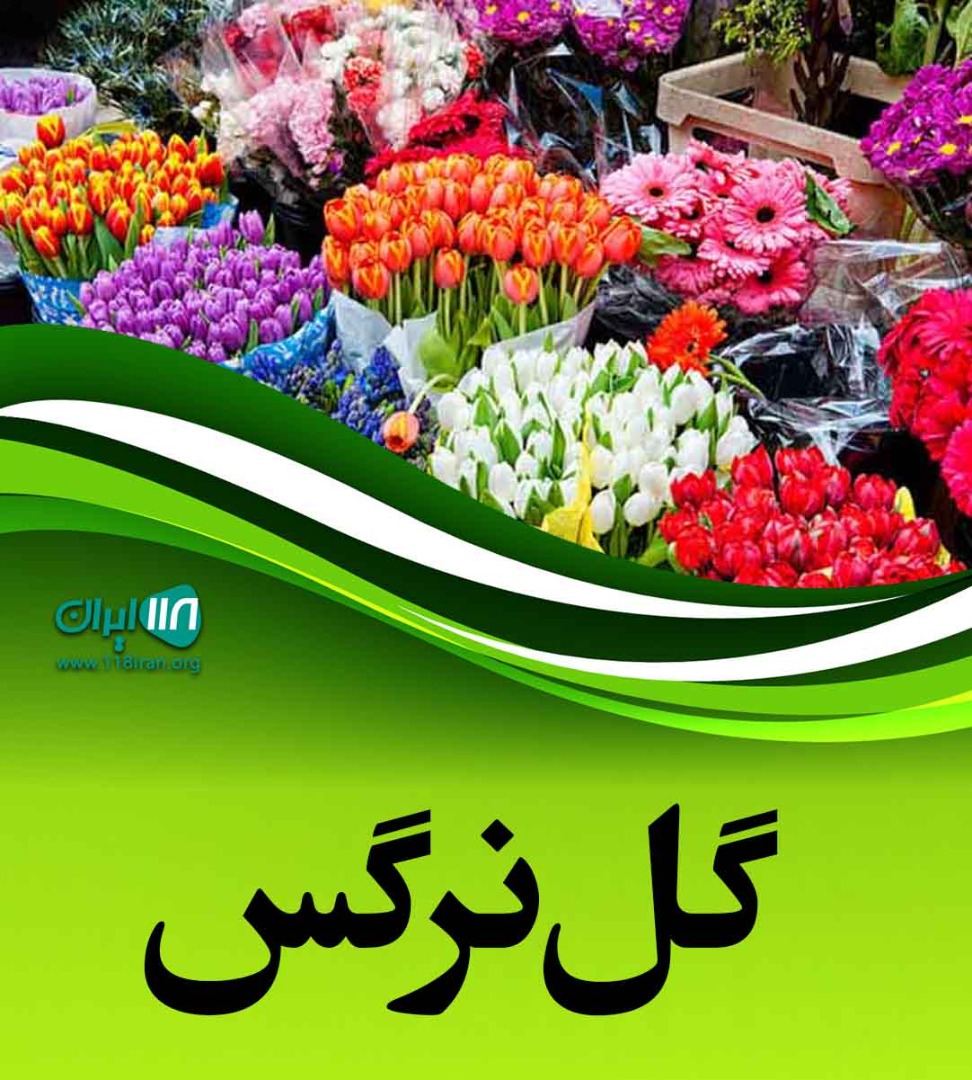 گل نرگس در ورامین گل نرگس در ورامین