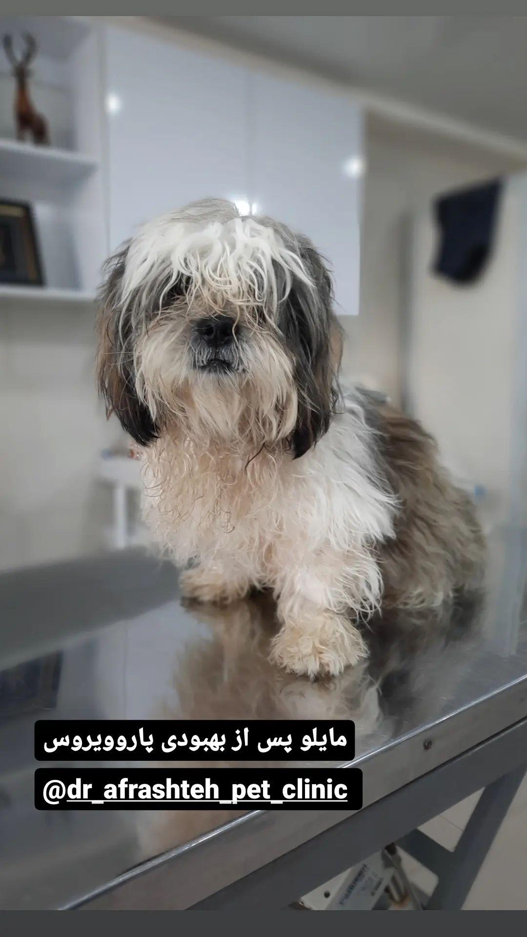 کلینیک دامپزشکی دکتر افراشته در رودسر کلینیک دامپزشکی دکتر افراشته در رودسر