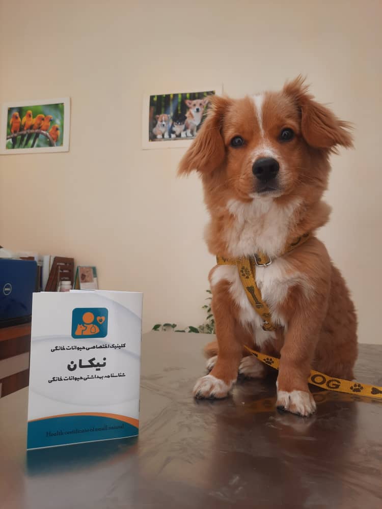 کلینیک دامپزشکی و پت شاپ نیکان در شاهین شهر کلینیک دامپزشکی و پت شاپ نیکان در شاهین شهر