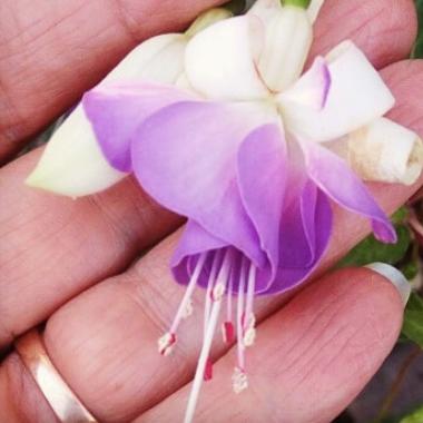 گلخانه نهال در رشت گلخانه نهال در رشت