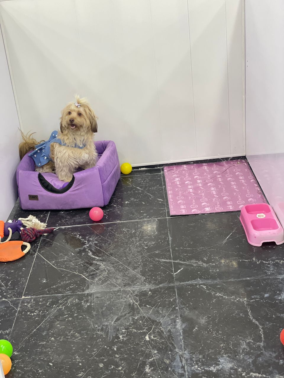 کلینیک دامپزشکی و پت شاپ شبانه روزی خزر در ساری کلینیک دامپزشکی و پت شاپ شبانه روزی خزر در ساری