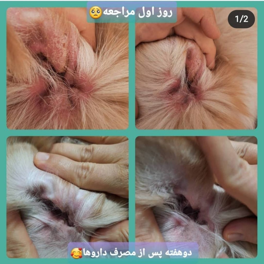 کلینیک دامپزشکی و پت شاپ نیکان در شاهین شهر کلینیک دامپزشکی و پت شاپ نیکان در شاهین شهر
