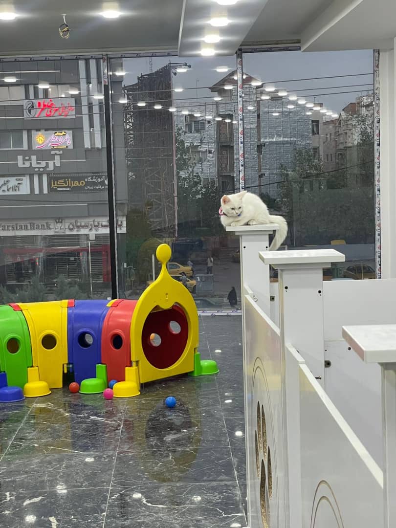 کلینیک دامپزشکی و پت شاپ شبانه روزی خزر در ساری کلینیک دامپزشکی و پت شاپ شبانه روزی خزر در ساری