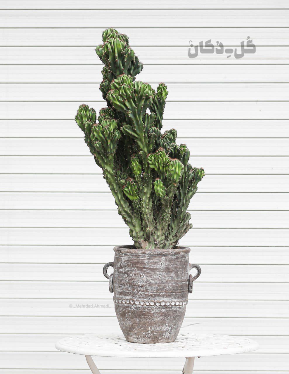 گلفروشی دکان گل در رشت