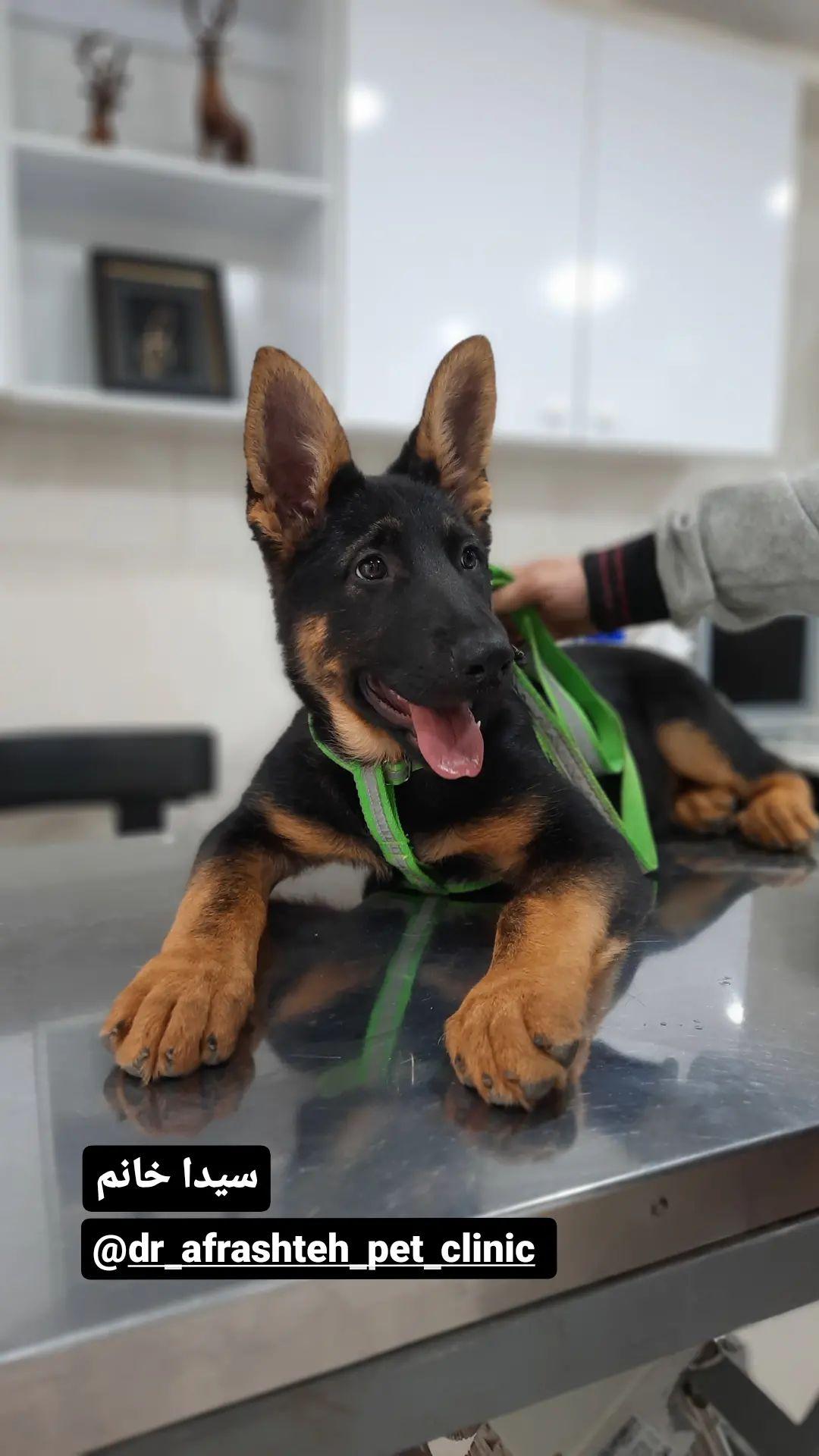 کلینیک دامپزشکی دکتر افراشته در رودسر کلینیک دامپزشکی دکتر افراشته در رودسر