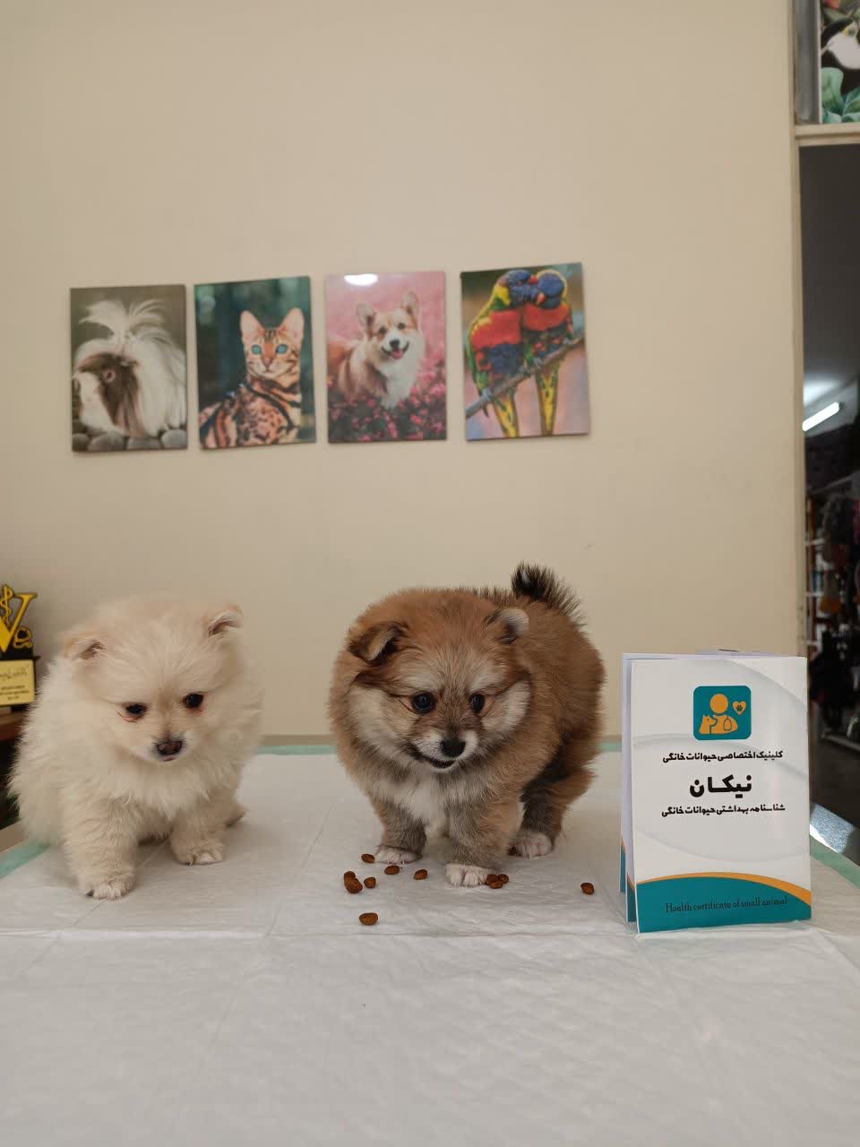کلینیک دامپزشکی و پت شاپ نیکان در شاهین شهر کلینیک دامپزشکی و پت شاپ نیکان در شاهین شهر