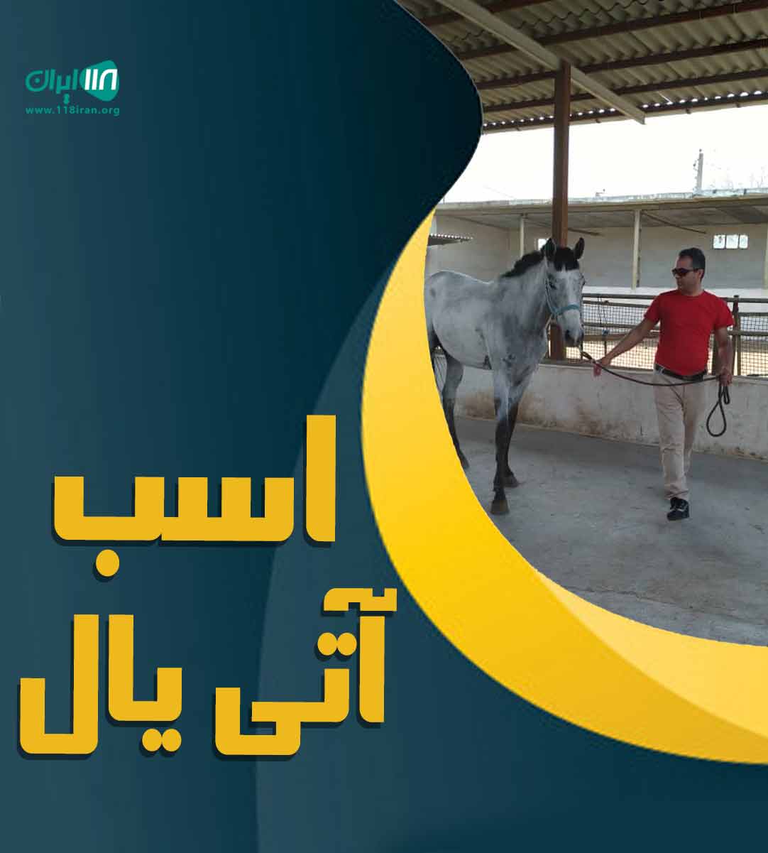 اسب تروبرد آتی یال در شهر ری اسب تروبرد آتی یال در شهر ری