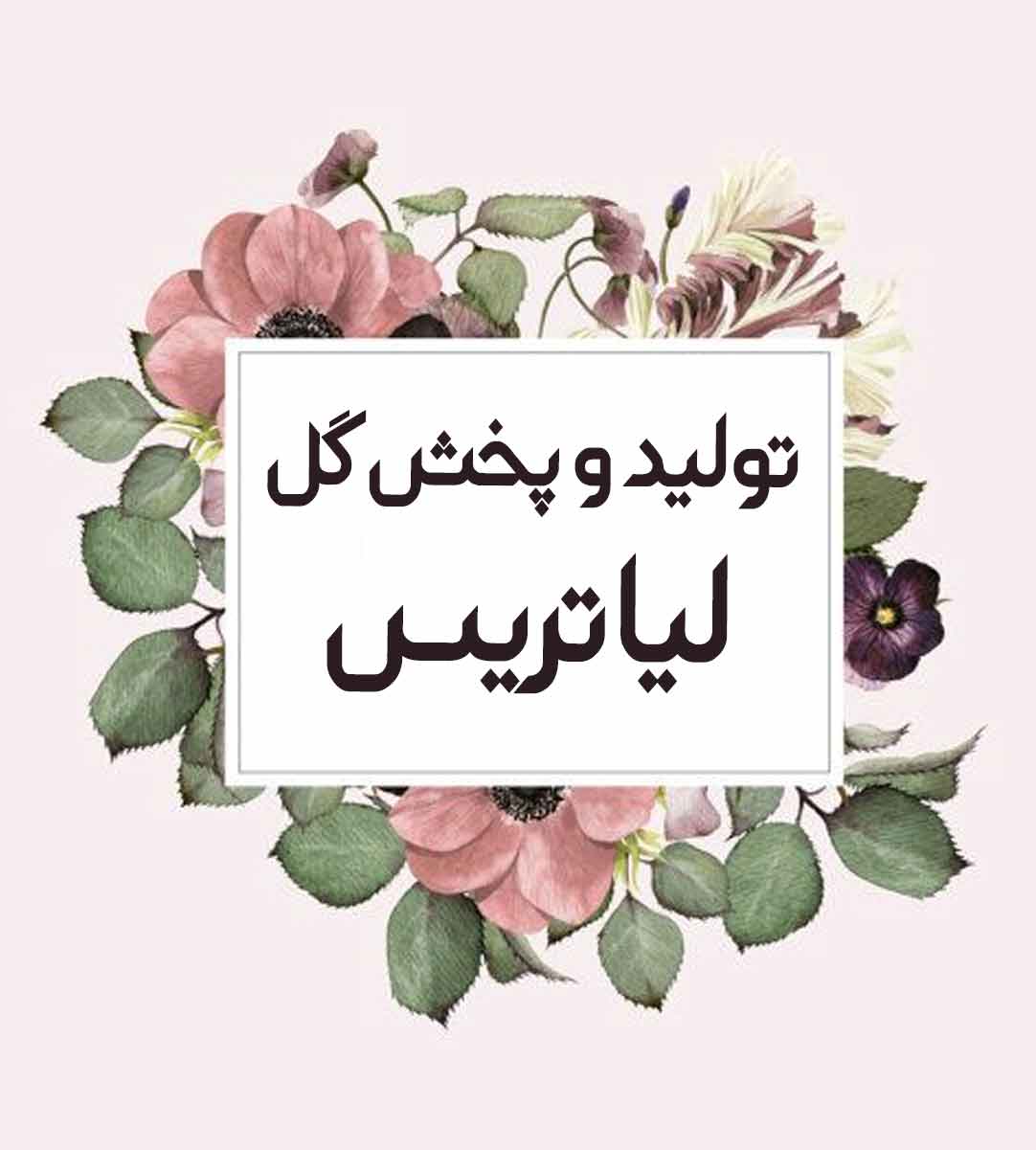 تولید و پخش گل لیاتریس در محلات