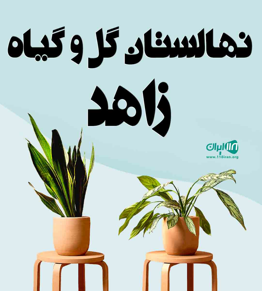 نهالستان گل و گیاه زاهد در لاهیجان