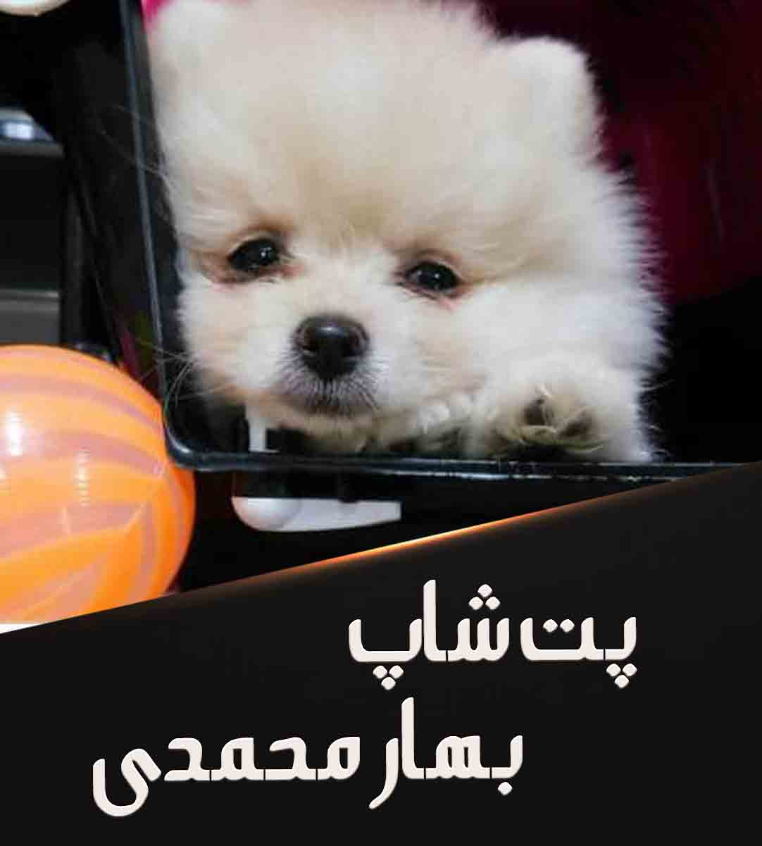 پت شاپ بهار محمدی در کرمانشاه