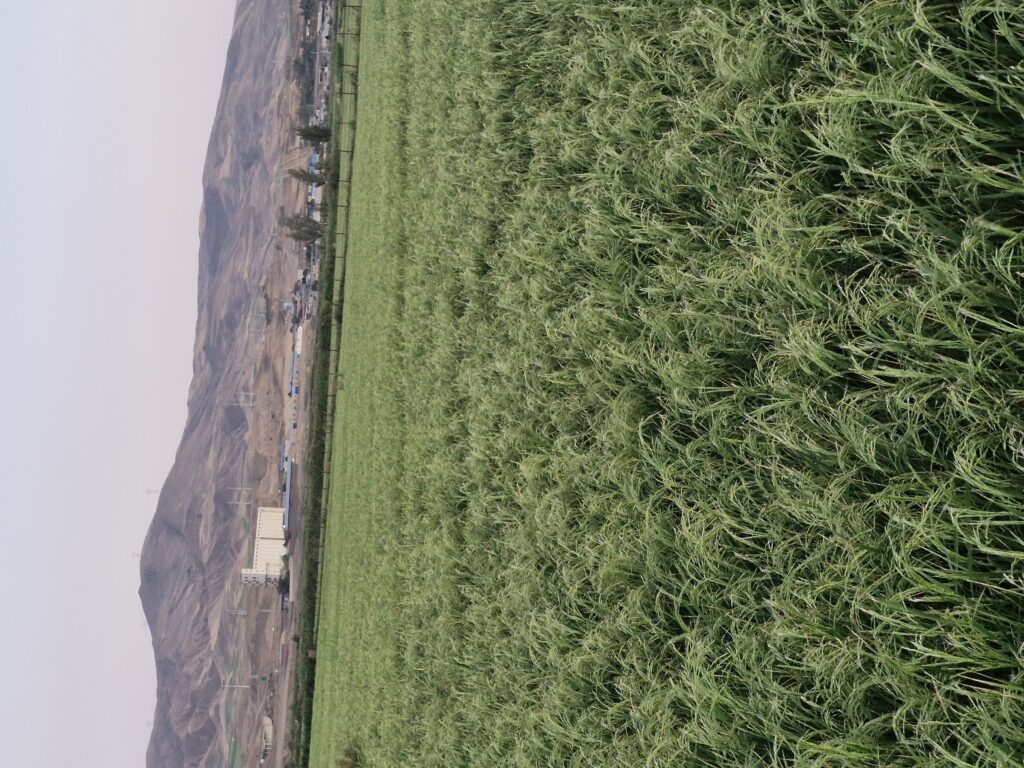 کارخانه برنج کوبی سفید دانه