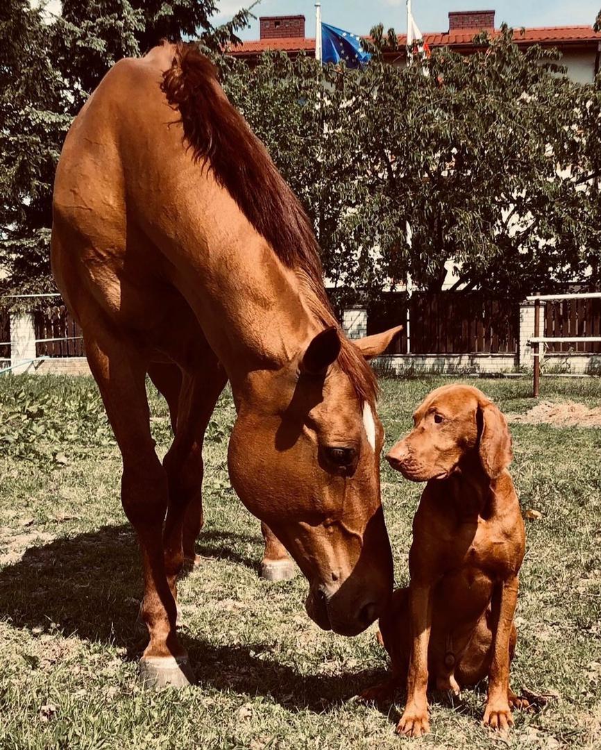 لوازم سوارکاری و پت شاپ دکتر اشرف در تالش لوازم سوارکاری و پت شاپ دکتر اشرف در تالش