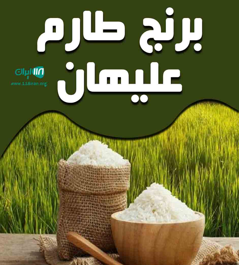 برنج طارم علیهان در بابلسر