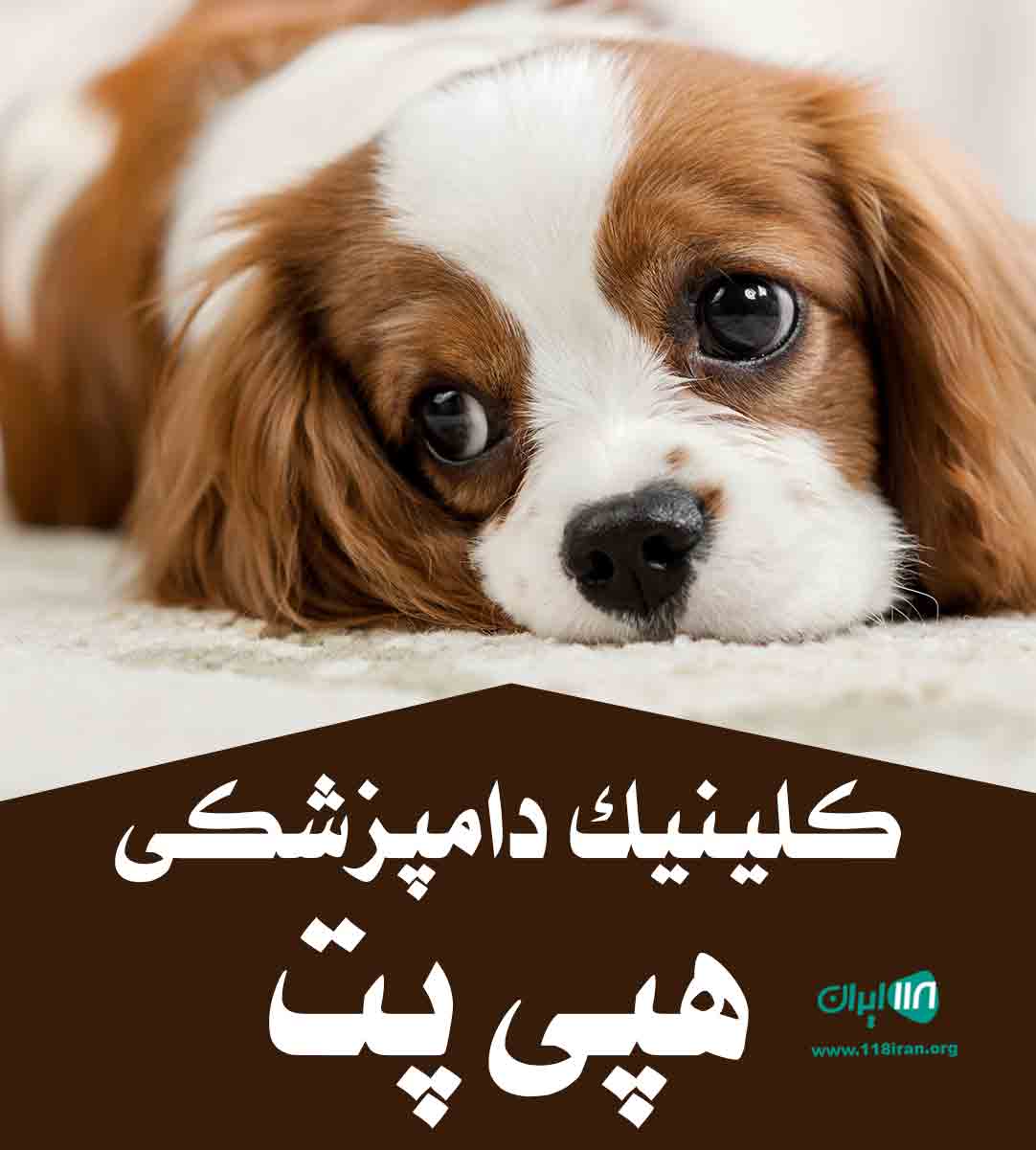 کلینیک دامپزشکی هپی پت در تبریز کلینیک دامپزشکی هپی پت در تبریز
