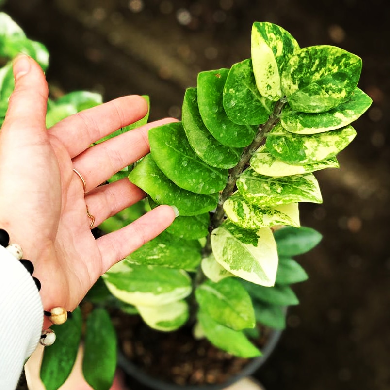 گلسرای آئین در بابل گلسرای آئین در بابل