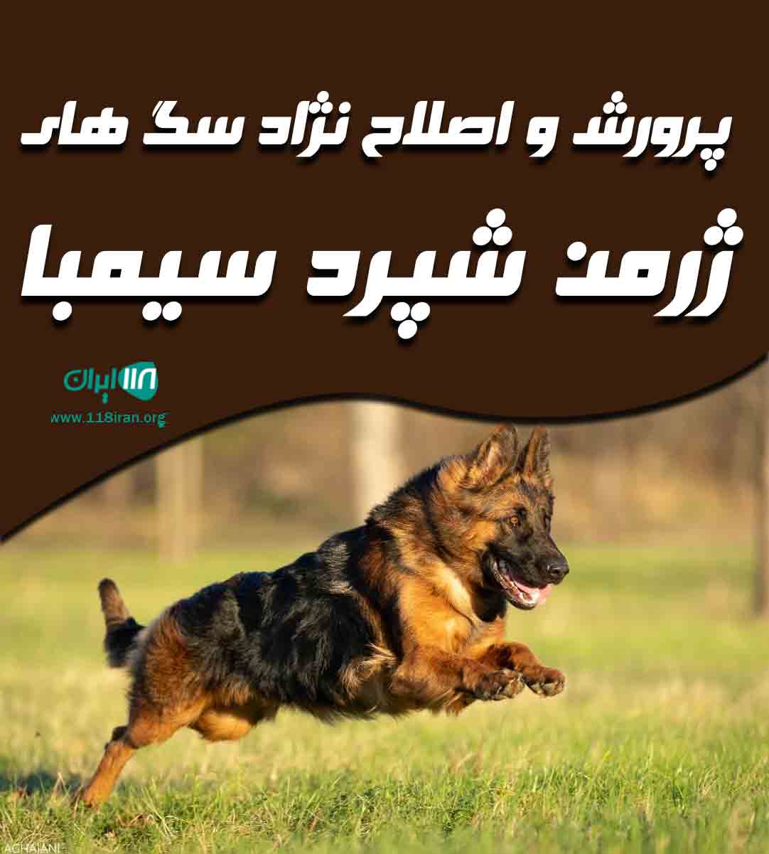 پرورش و اصلاح نژاد سگ های ژرمن شپرد سیمبا در اصفهان پرورش و اصلاح نژاد سگ های ژرمن شپرد سیمبا در اصفهان