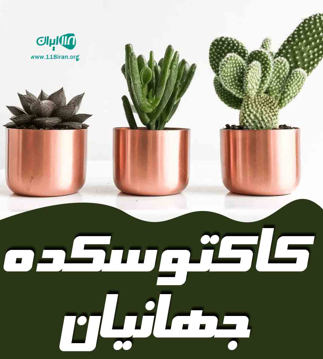 کاکتوسکده جهانیان در بابلسر کاکتوسکده جهانیان در بابلسر