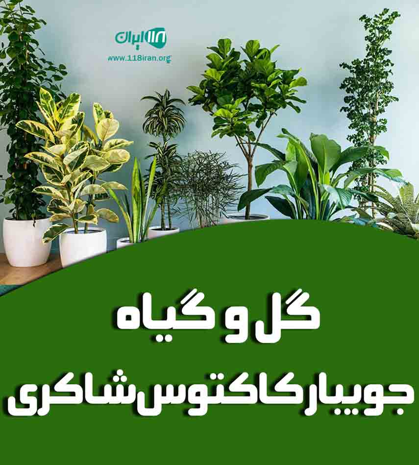 گل و گیاه جویبار کاکتوس شاکری در مازندران