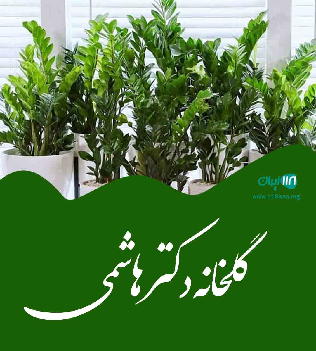 گلخانه دکتر هاشمی در عباس آباد مازندران