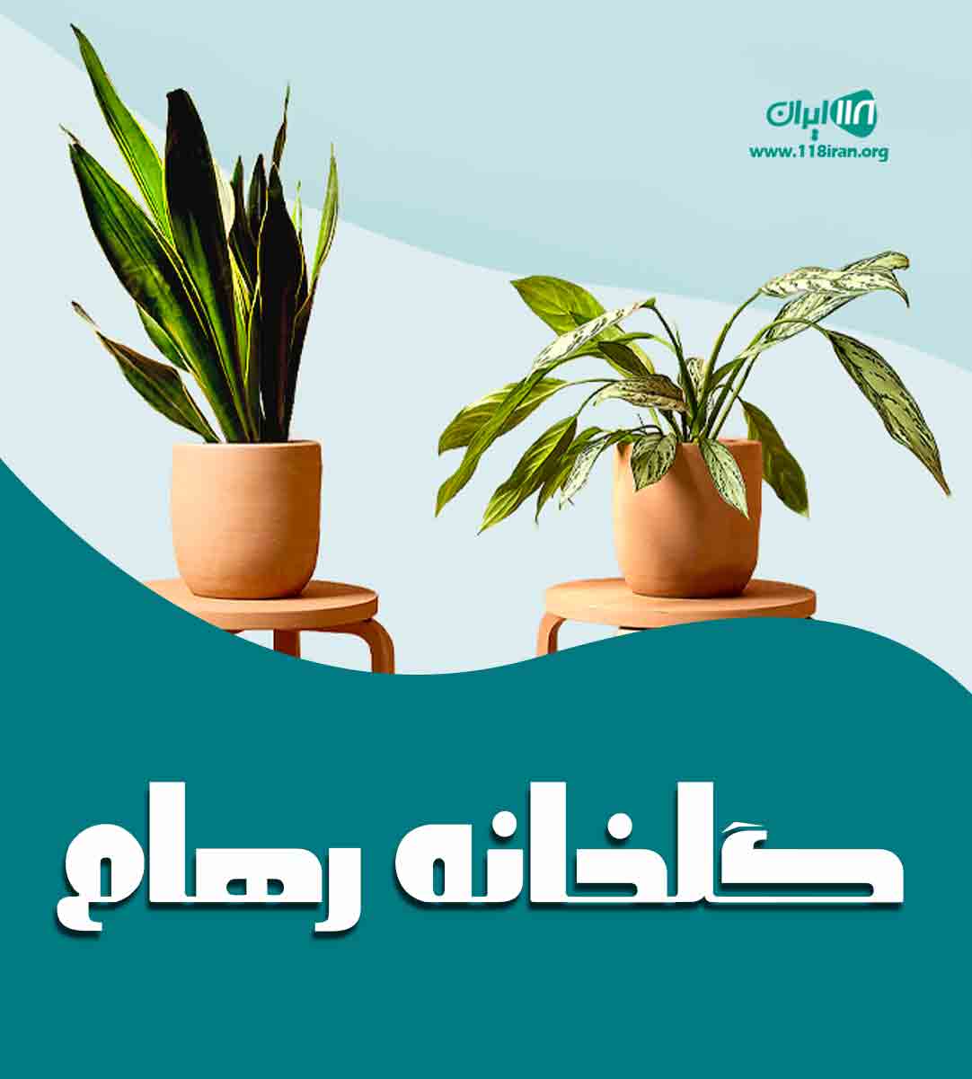 گلخانه رهام در آمل گلخانه رهام در آمل